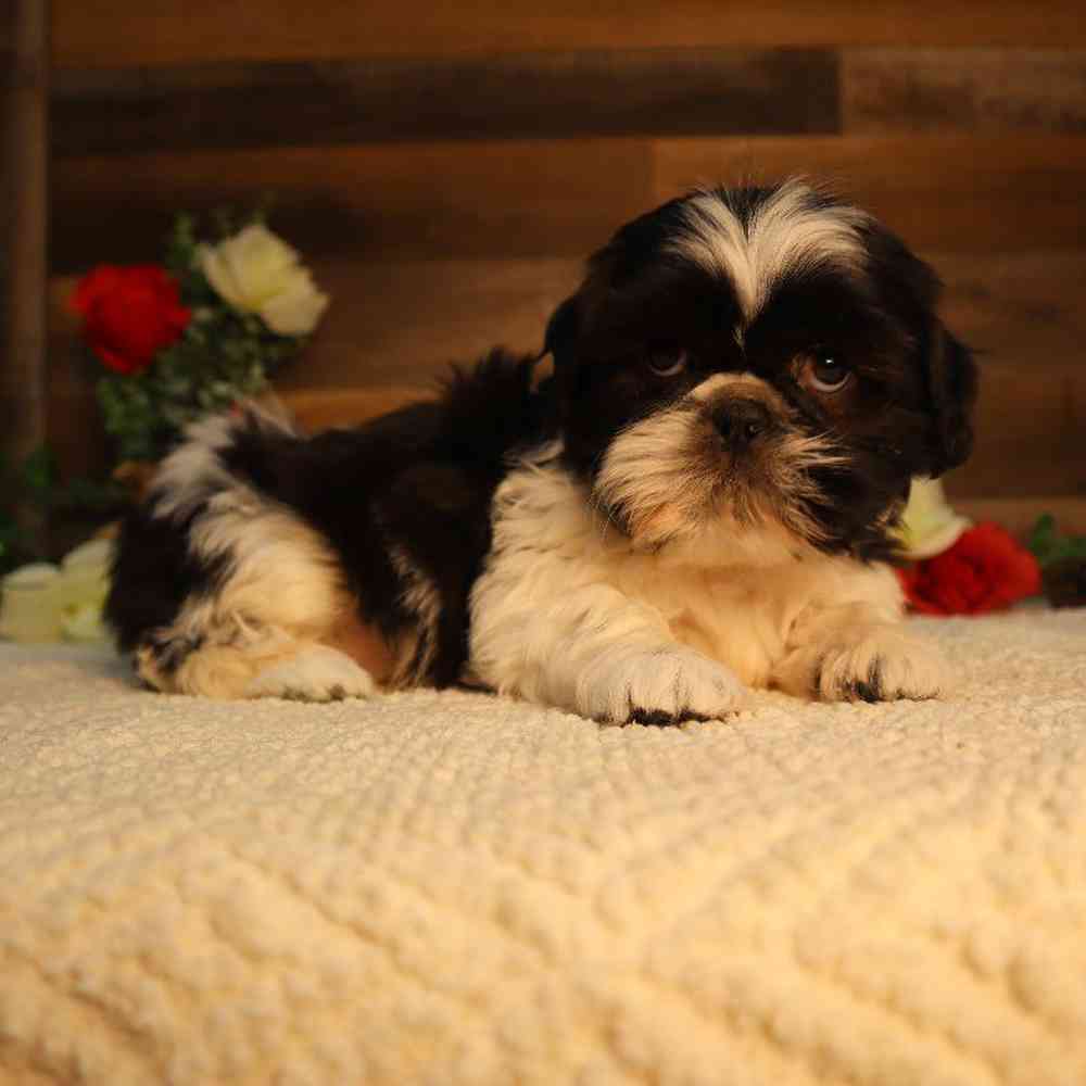 Male Shih Tzu Puppy for Sale in Blaine, MN