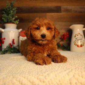 Mini Goldendoodle