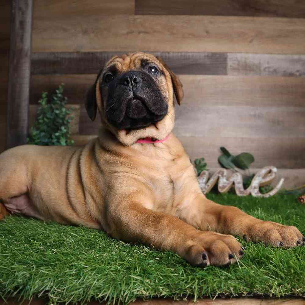 Female Bull Mastiff Puppy for Sale in Blaine, MN