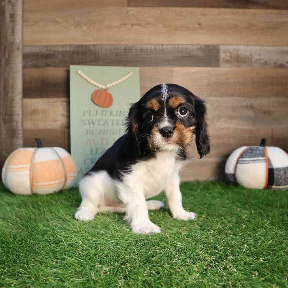Female Cavalier King Charles Spaniel Puppy for Sale in Blaine, MN