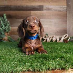 Dachshund