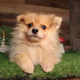 Pomeranian
