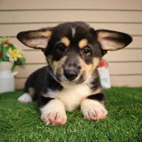 Pembroke Welsh Corgi