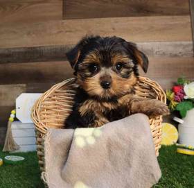 Yorkshire Terrier
