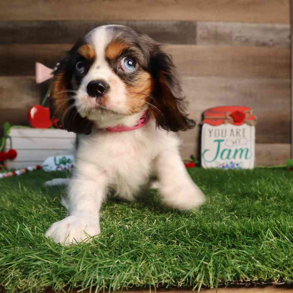 carousel pet images