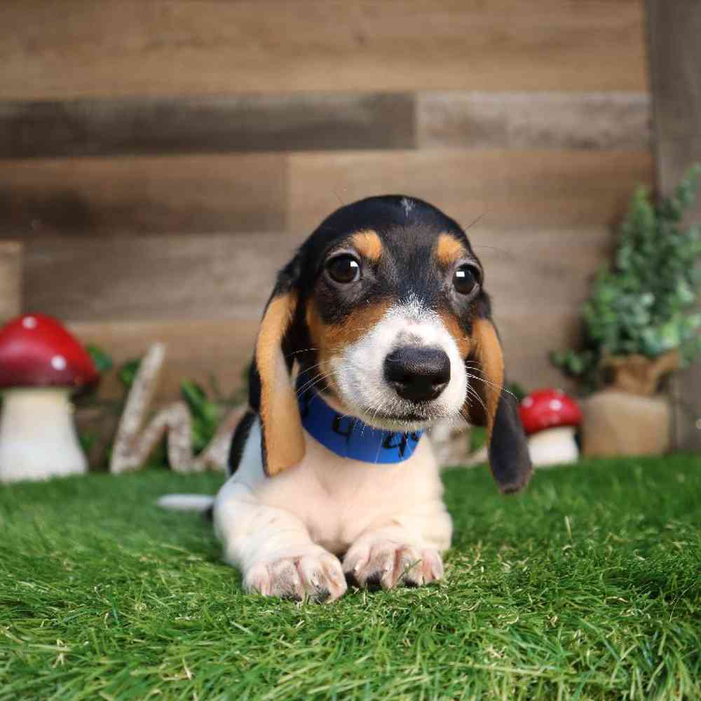 carousel pet images