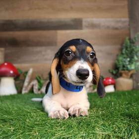 Dachshund