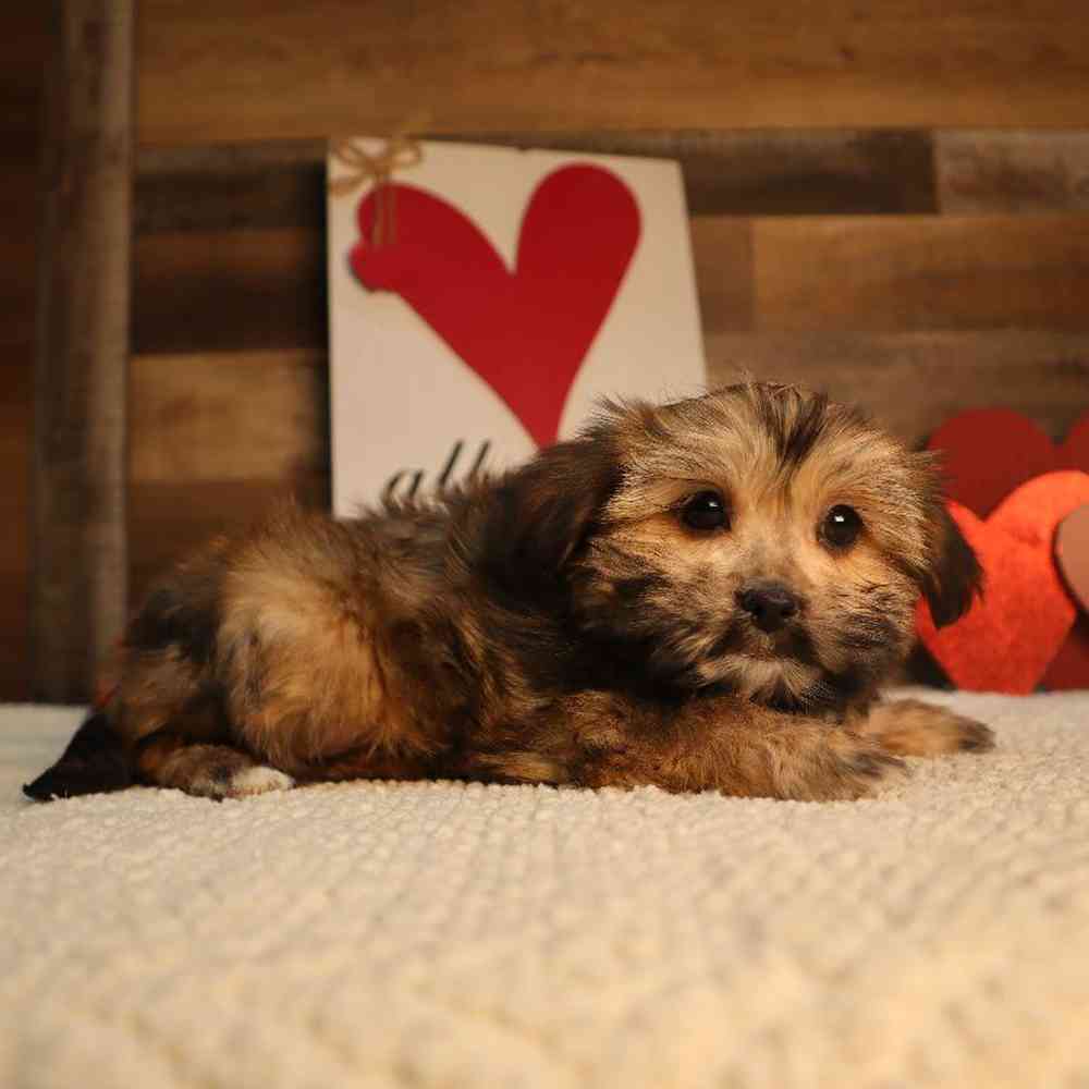 Male Shorkie Puppy for Sale in Blaine, MN