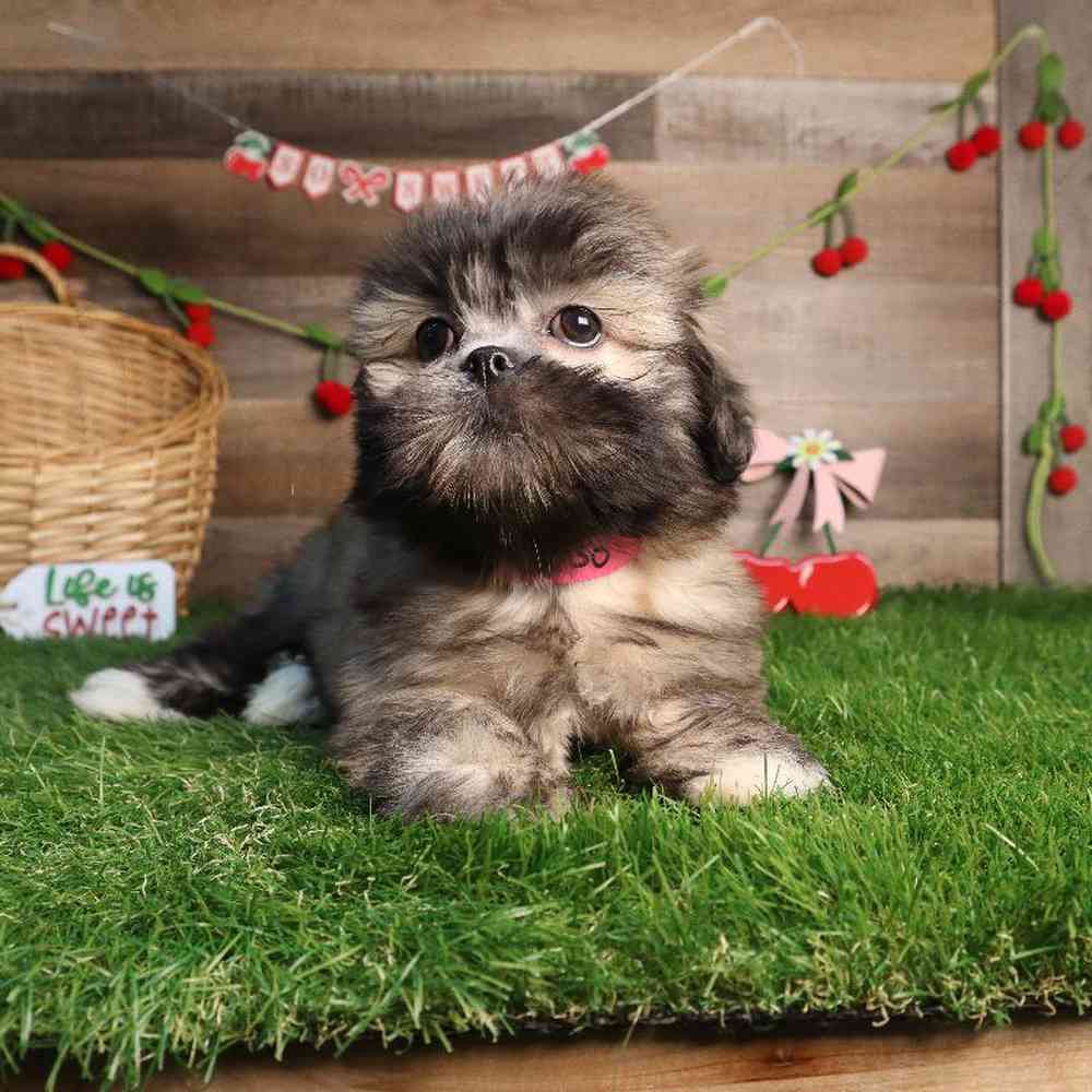 Female Lhasa Apso Puppy for Sale in Blaine, MN