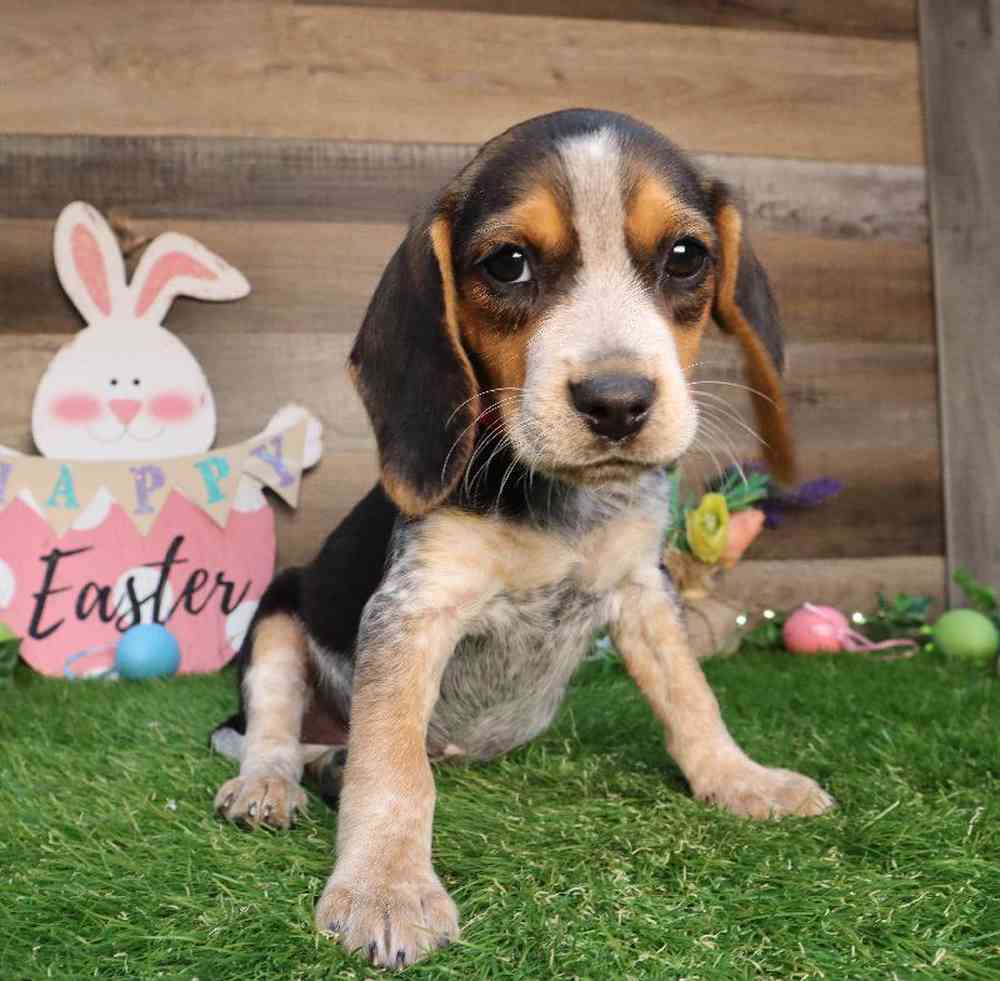 Female Beagle Puppy for Sale in Blaine, MN