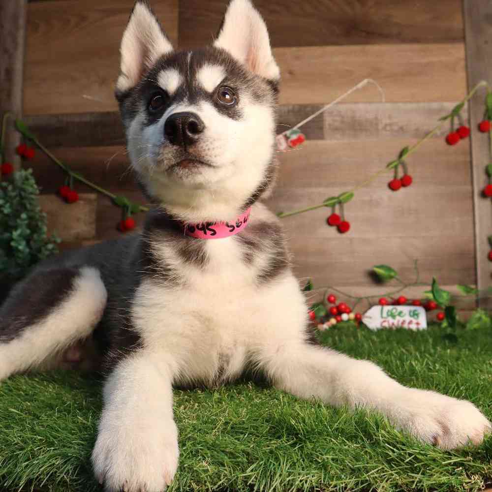 Female Siberian Husky Puppy for Sale in Blaine, MN
