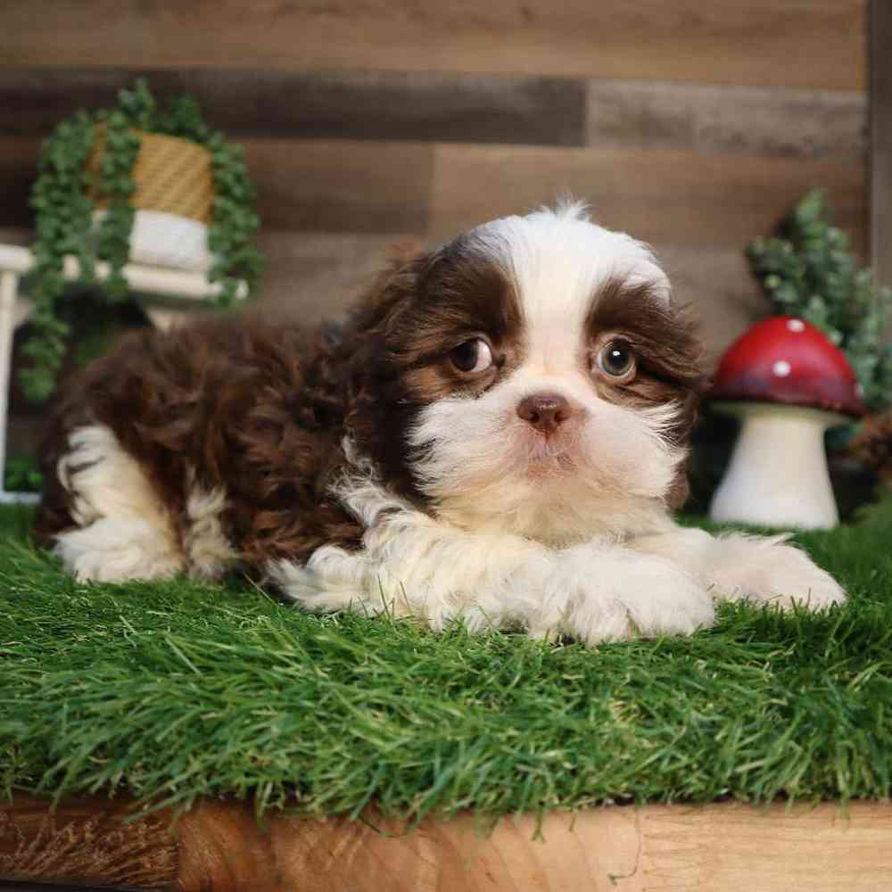 Male Shih Tzu Puppy for Sale in Blaine, MN