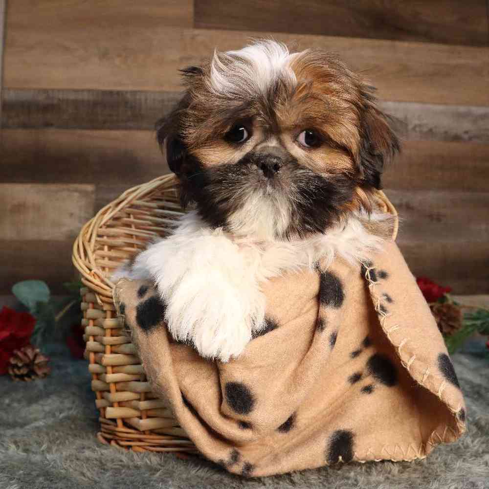 Female Shih Tzu Puppy for Sale in Blaine, MN
