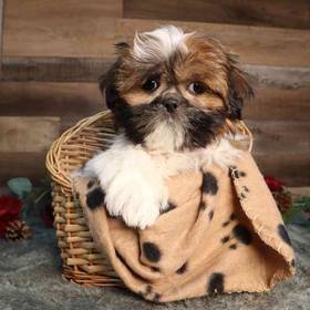 Shih Tzu