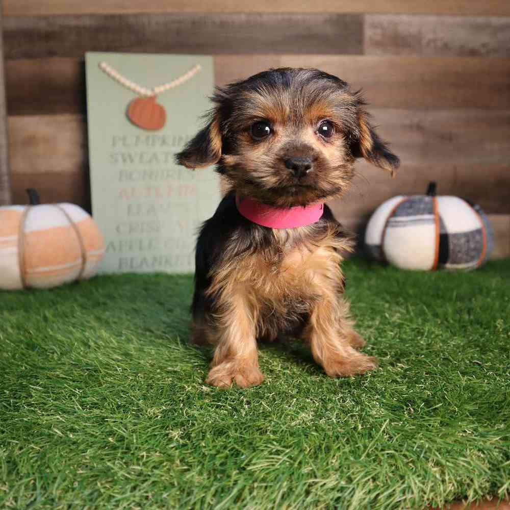 Female Yorkshire Terrier Puppy for Sale in Blaine, MN