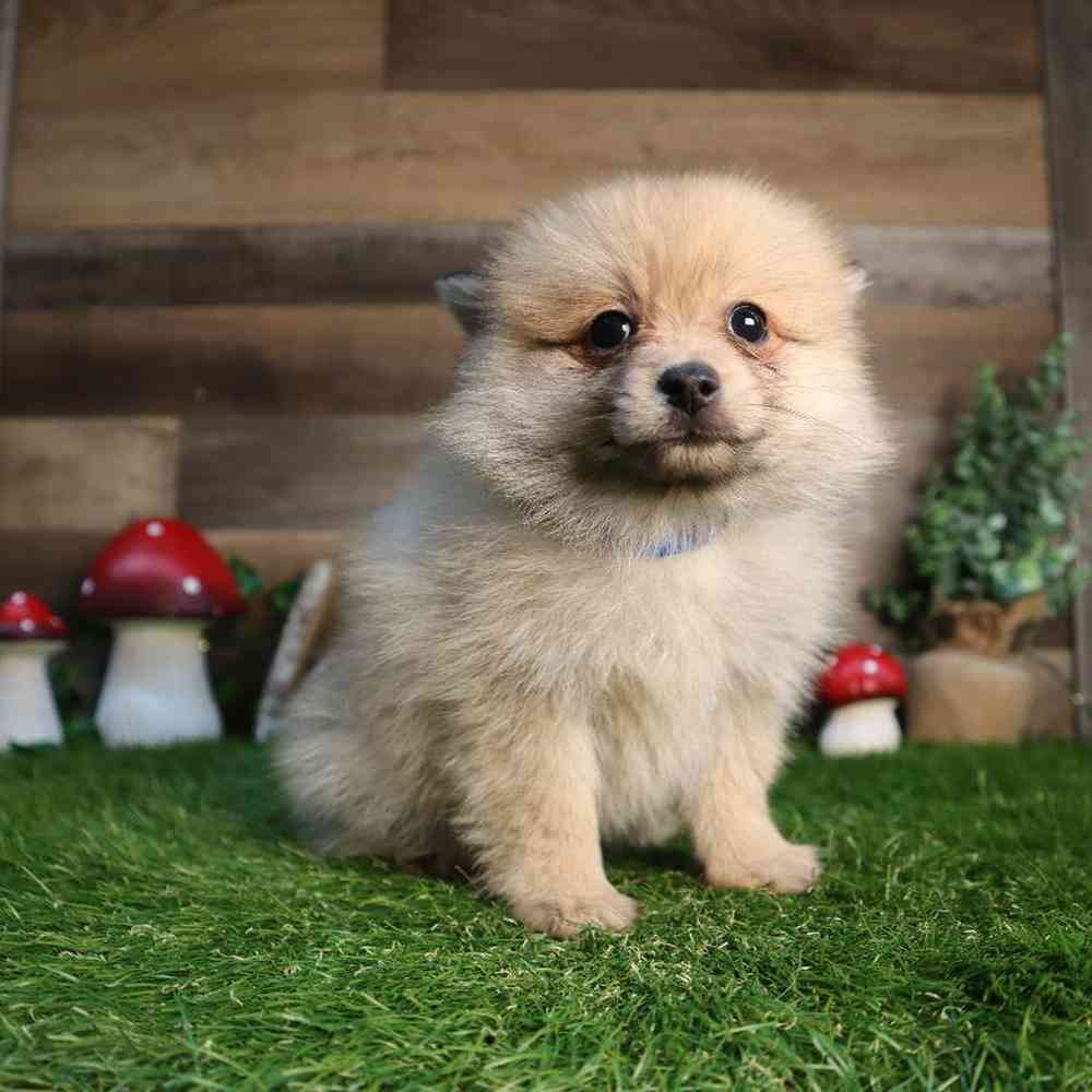carousel pet images