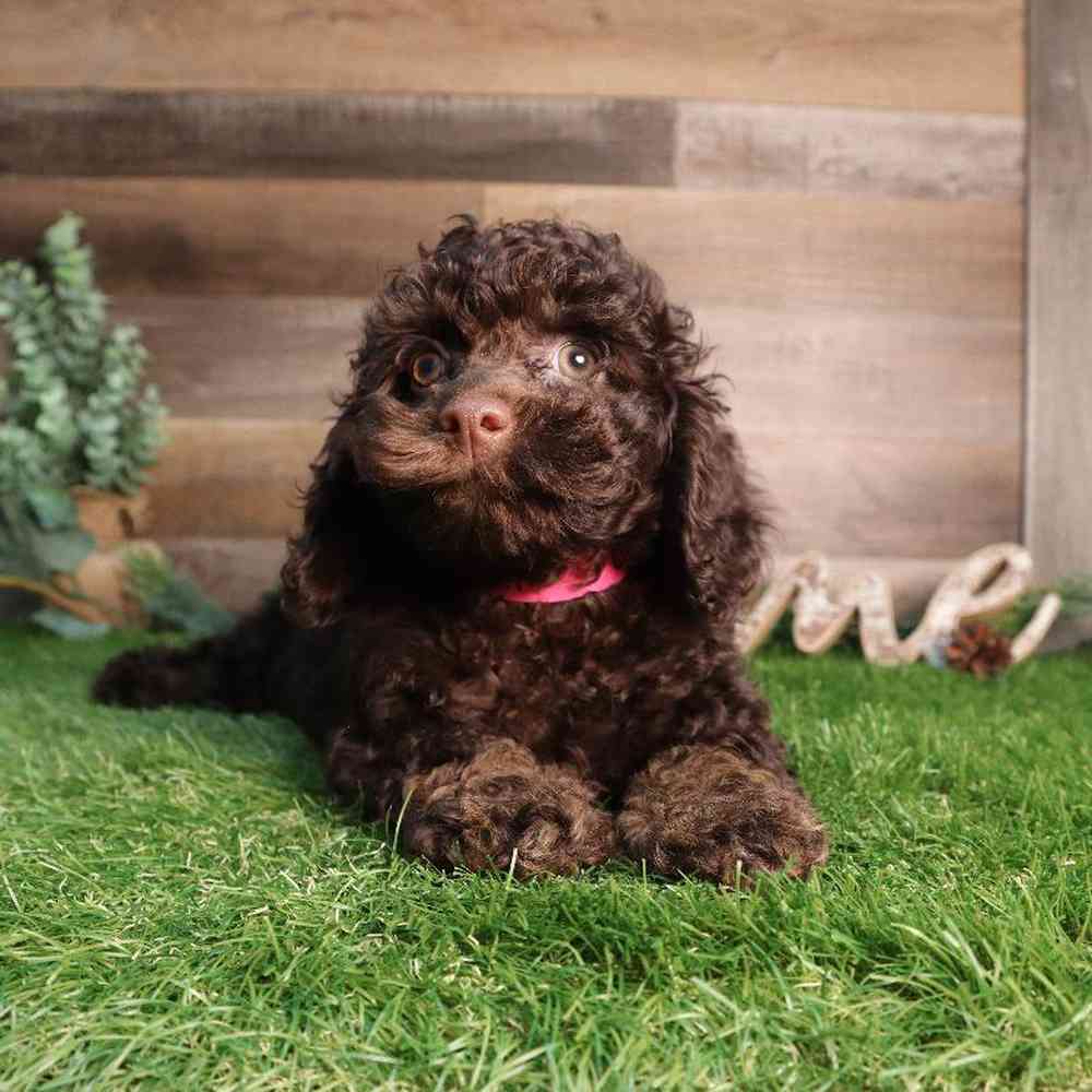 carousel pet images