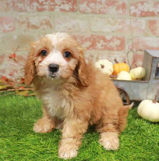 Cavapoo