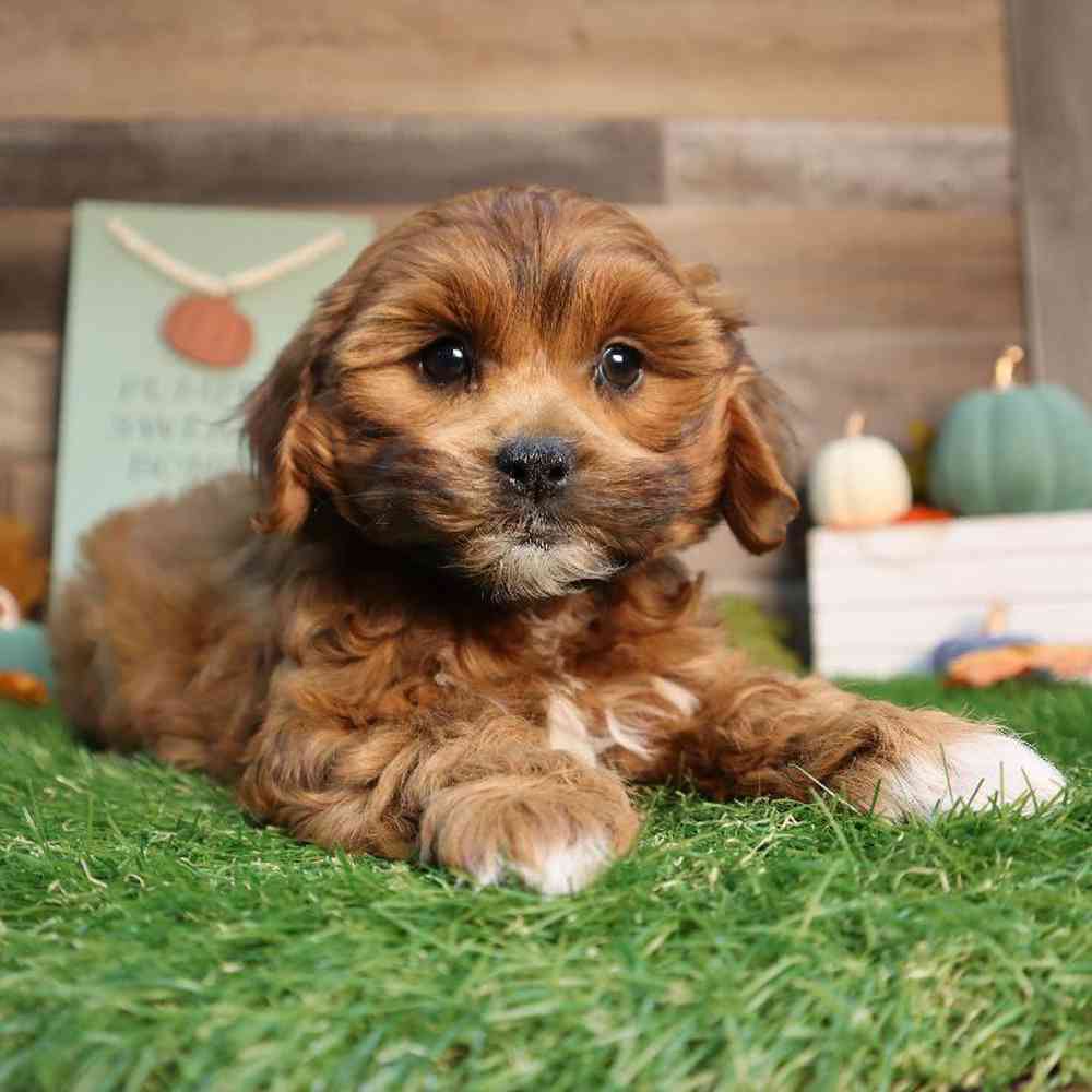 carousel pet images