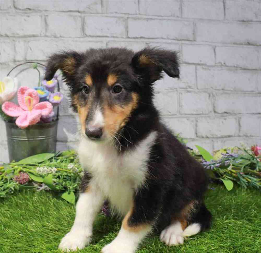 carousel pet images