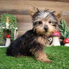 Yorkshire Terrier