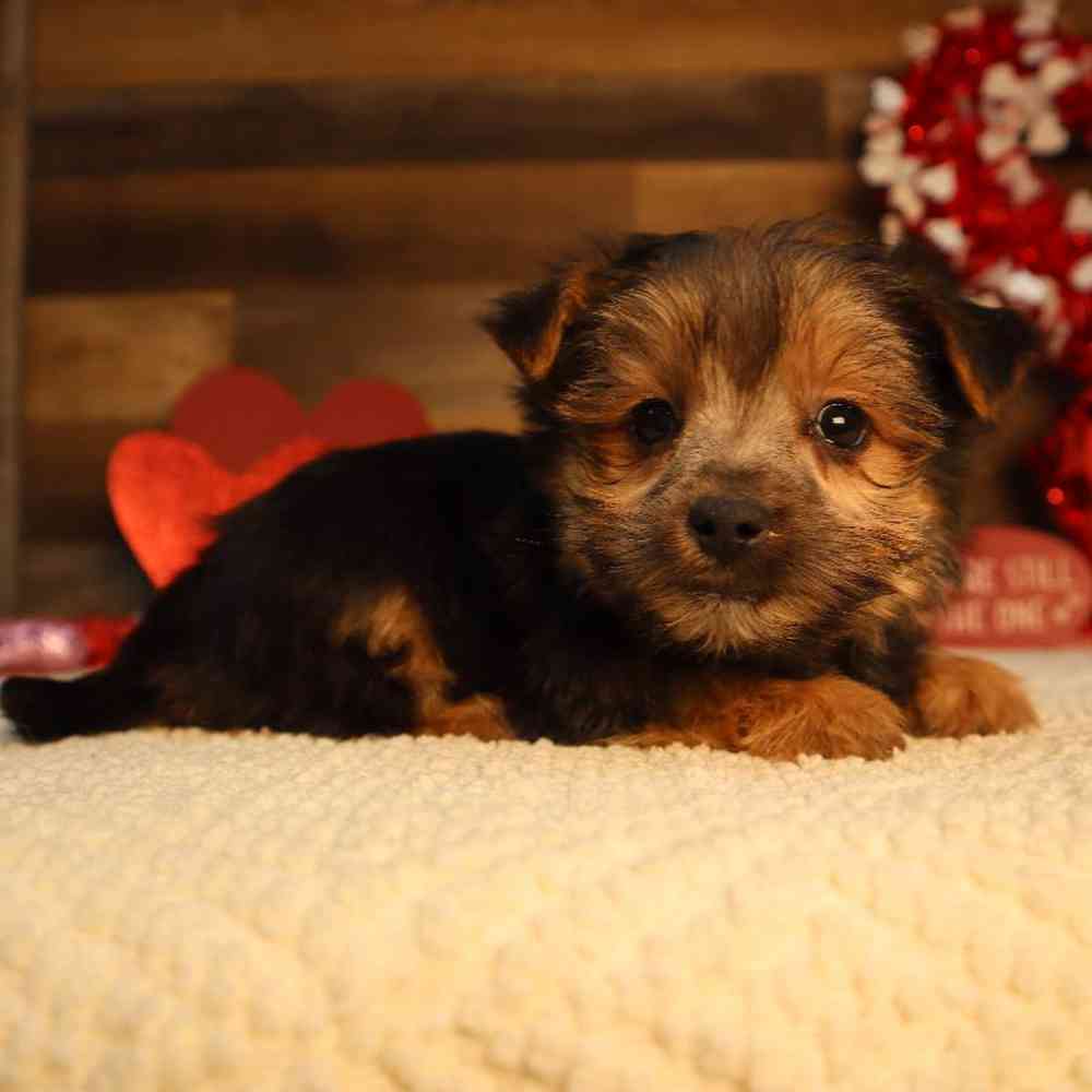 Male Morkie Puppy for Sale in Blaine, MN