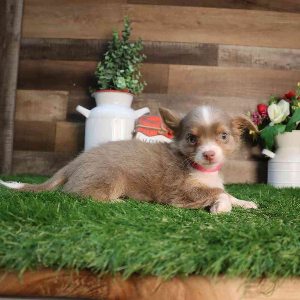 carousel pet images