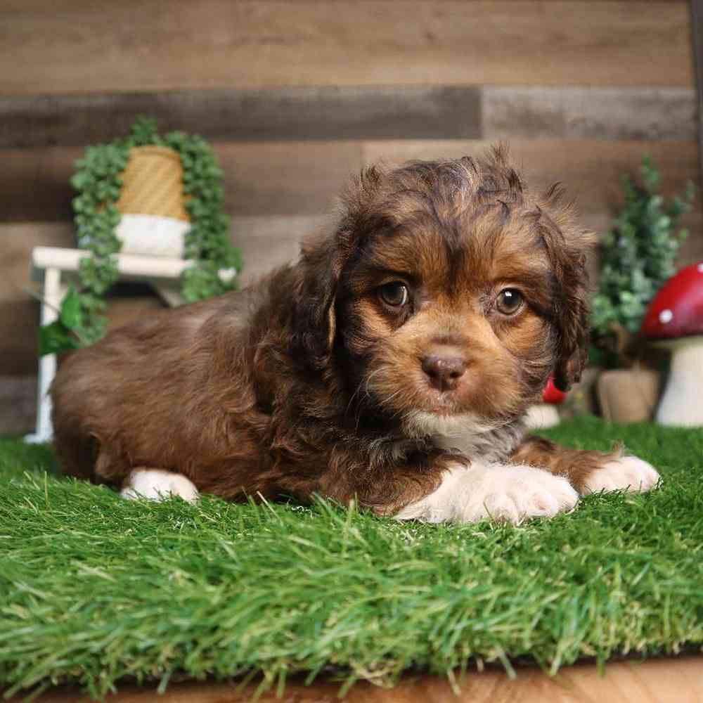 Male Peke-a-poo Puppy for Sale in Blaine, MN