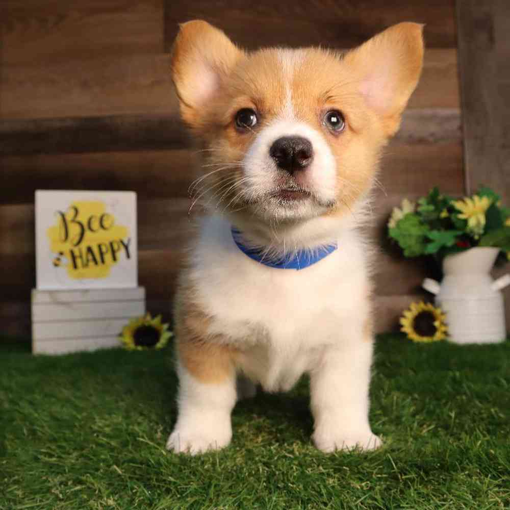 carousel pet images