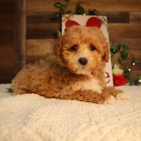 Mini Goldendoodle 2nd Gen