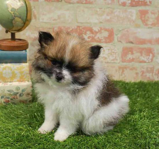 Pomeranian