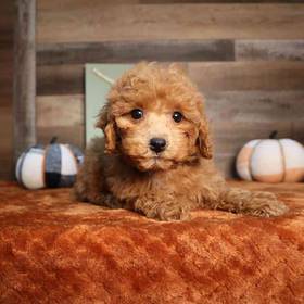 Mini Poodle