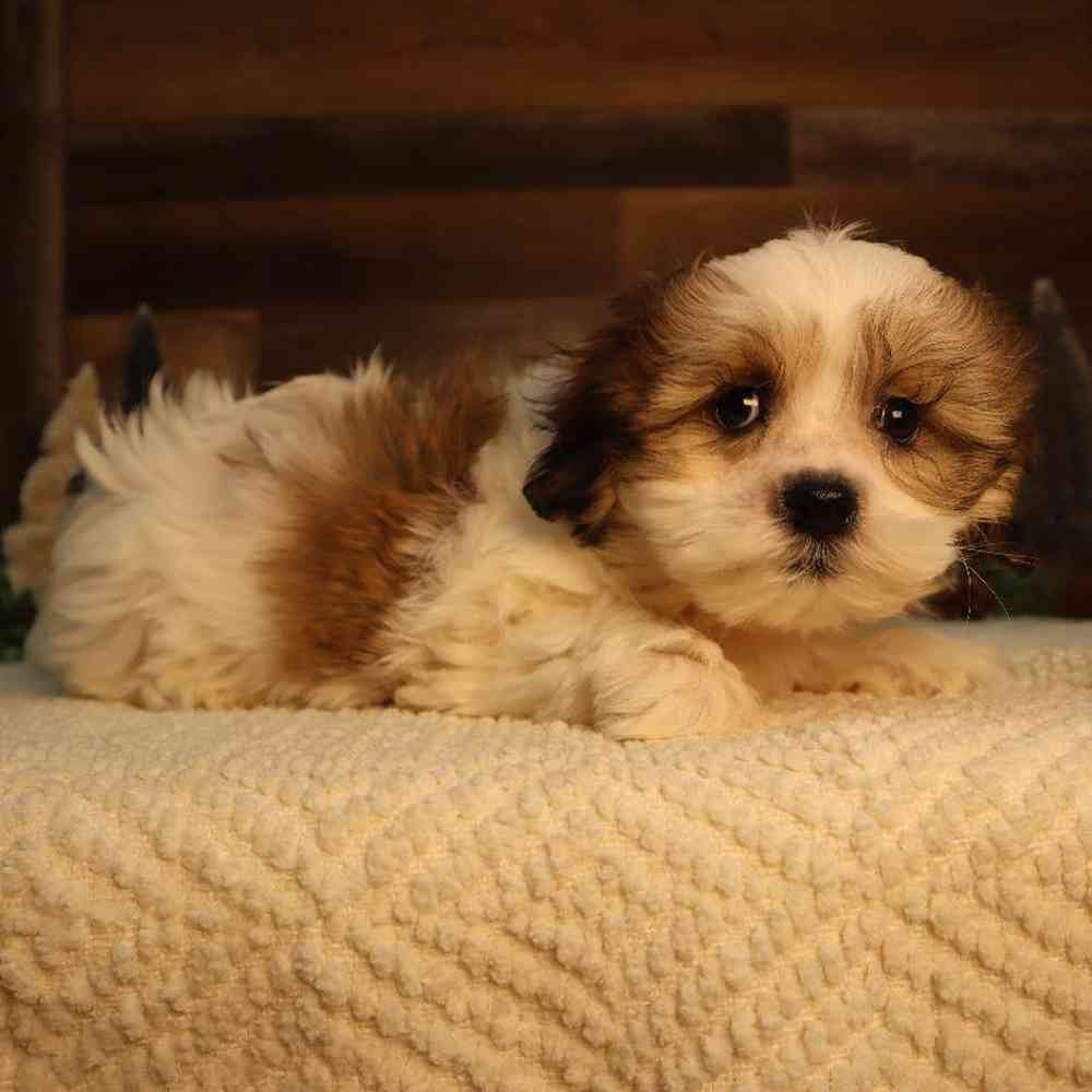 Male Teddy Bear Puppy for Sale in Blaine, MN