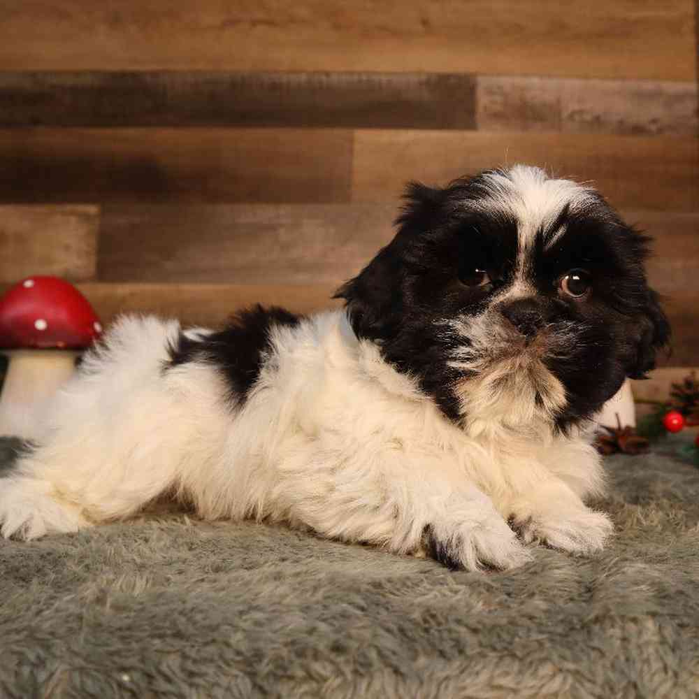 Male Shih Tzu Puppy for Sale in Blaine, MN