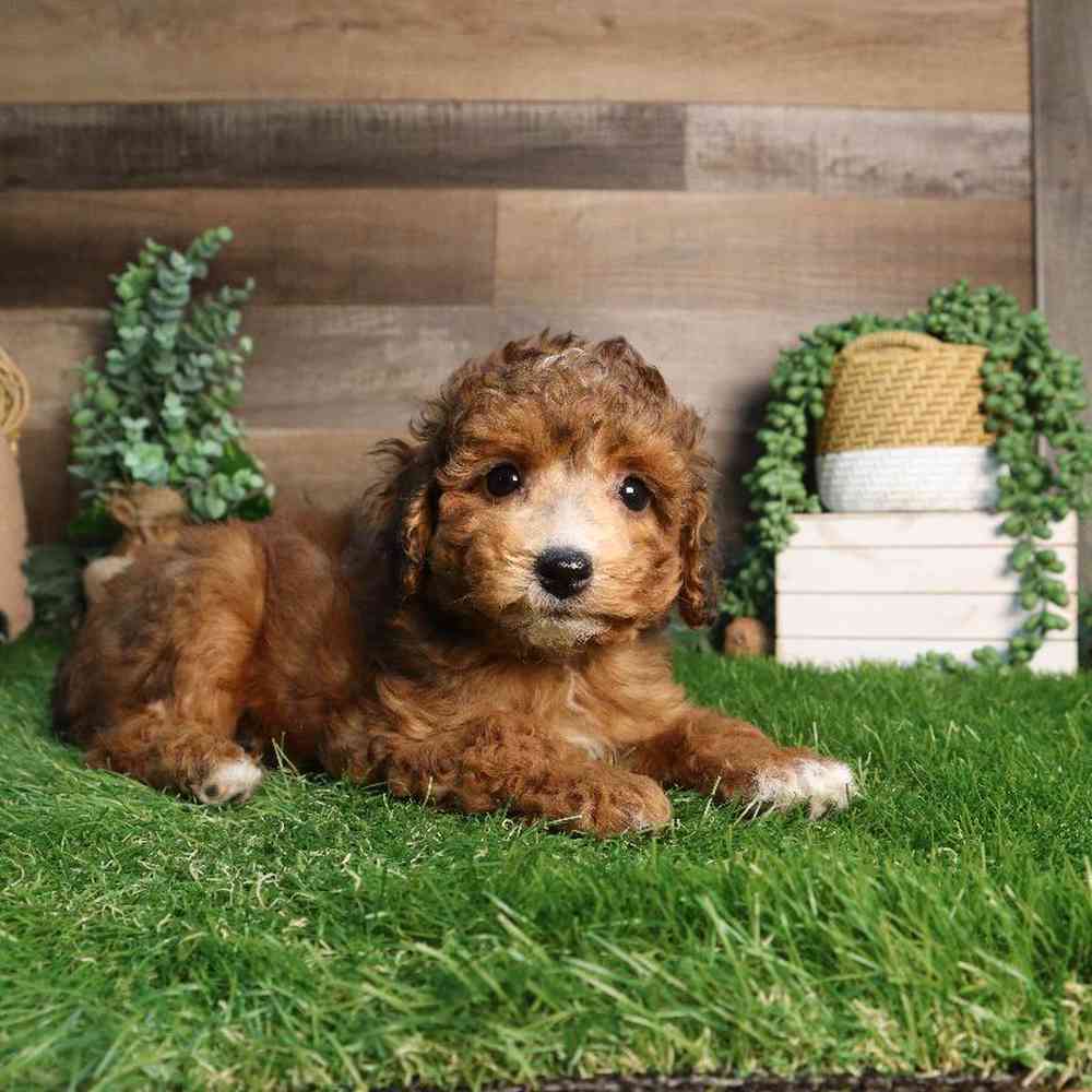 Male Mini Poodle Puppy for Sale in Blaine, MN