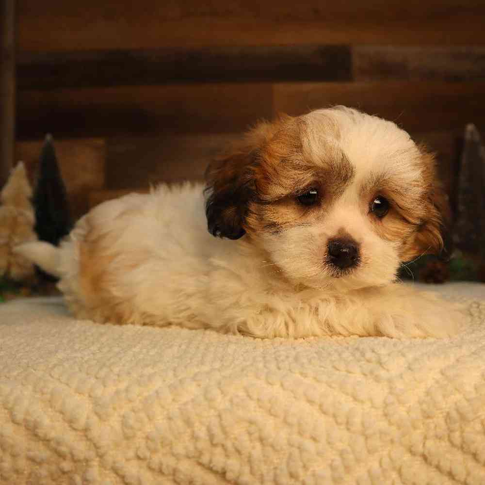 Male Teddy Bear Puppy for Sale in Blaine, MN