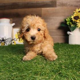 Mini Poodle