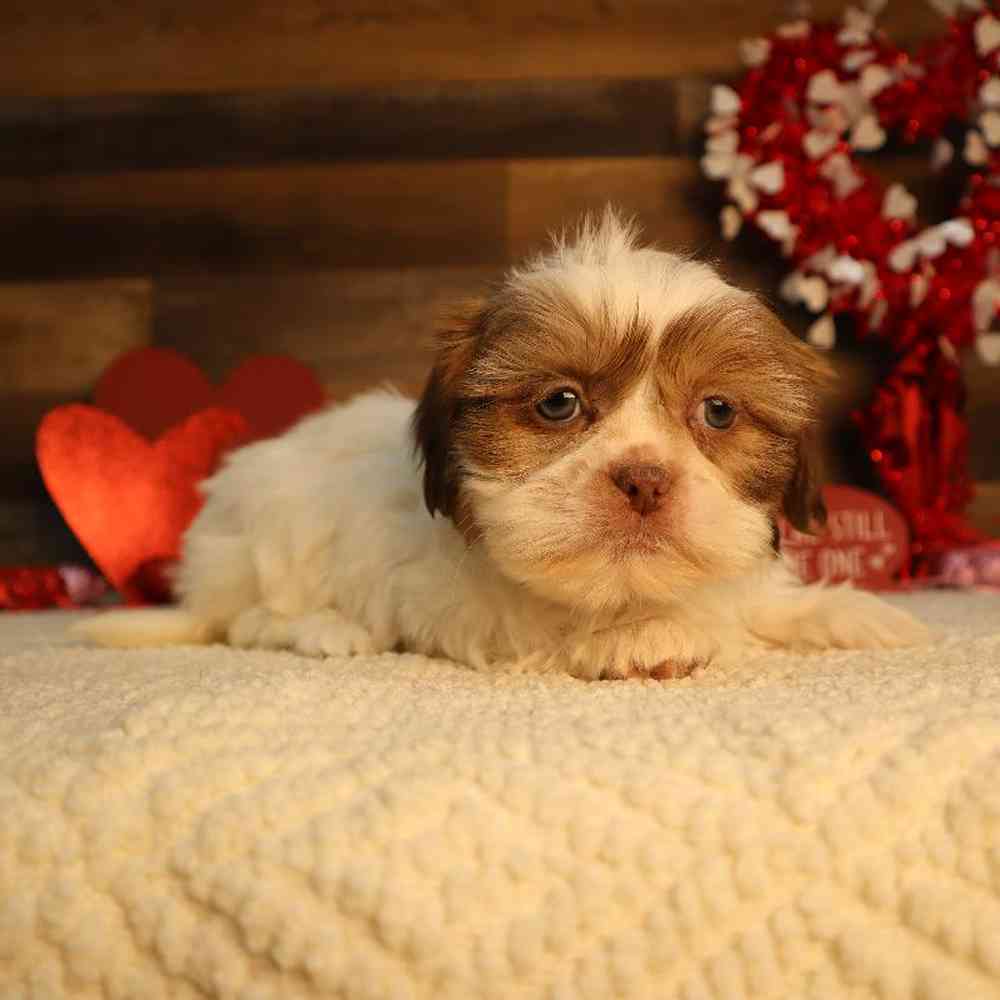 Male Shih Tzu Puppy for Sale in Blaine, MN