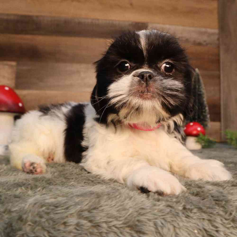 Female Shorkie Puppy for Sale in Blaine, MN