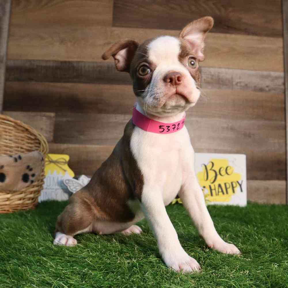 carousel pet images