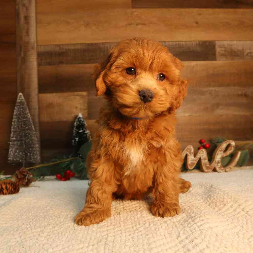 Male Cockapoo Puppy for Sale in Blaine, MN