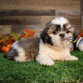 Shih Tzu