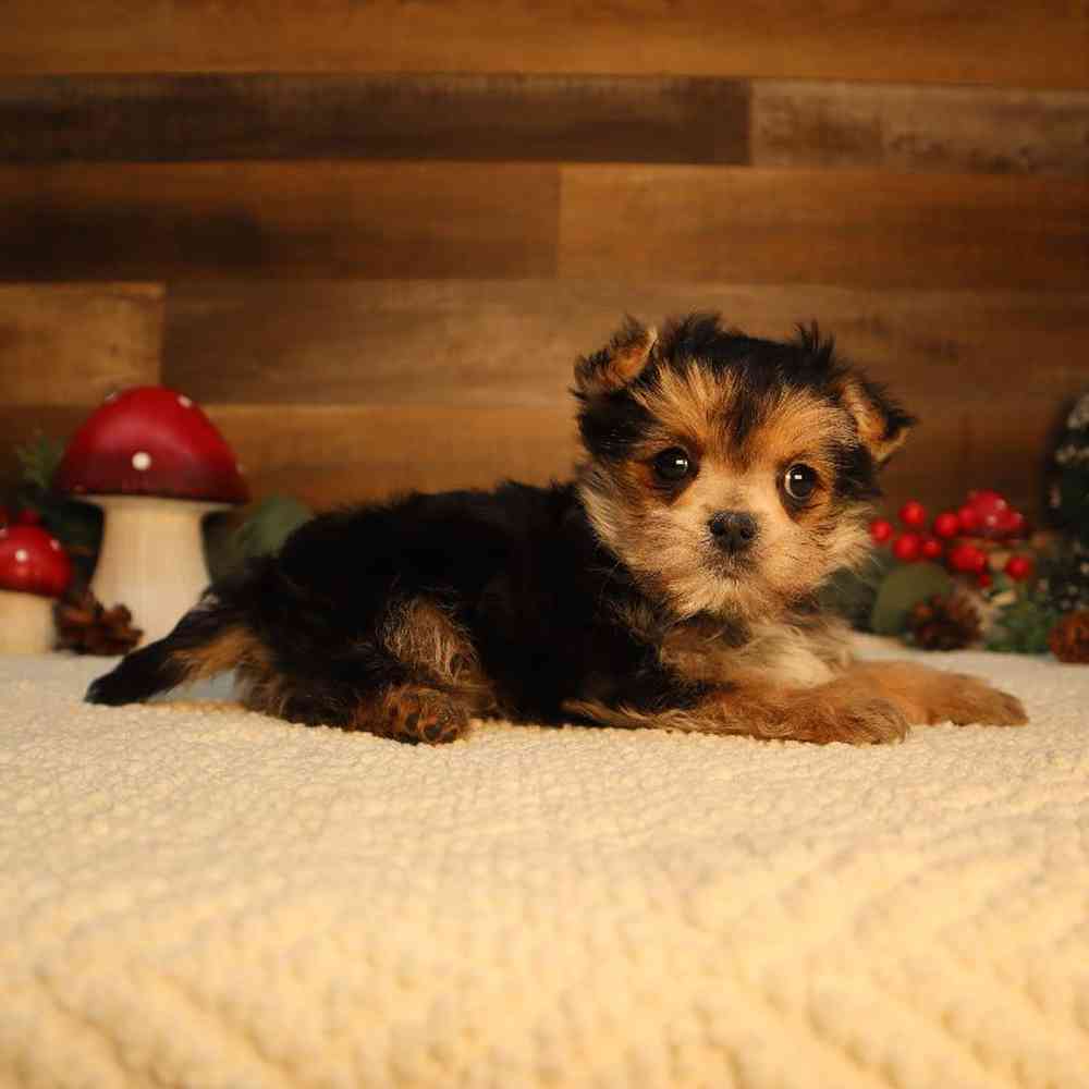 Female Morkie Puppy for Sale in Blaine, MN