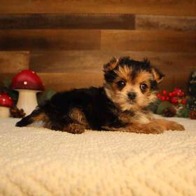 Morkie