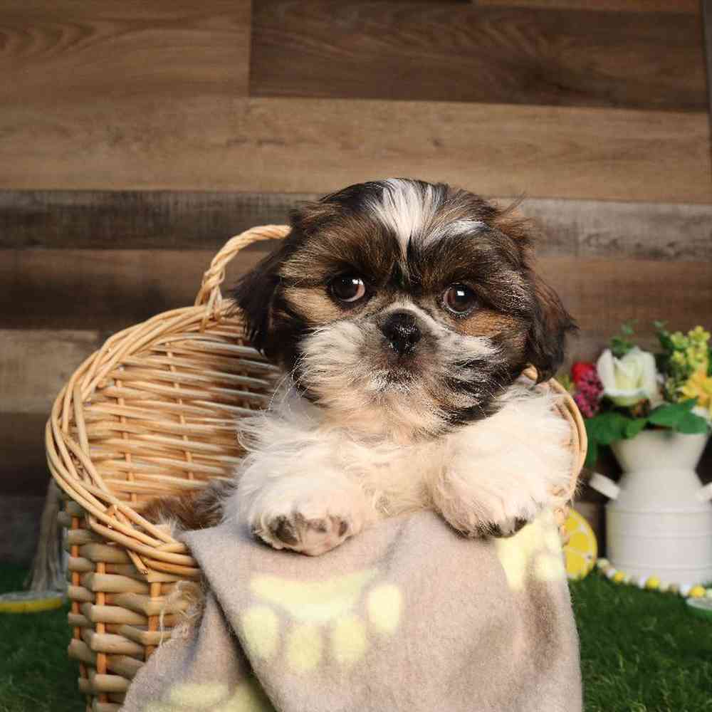 Male Shih Tzu Puppy for Sale in Blaine, MN