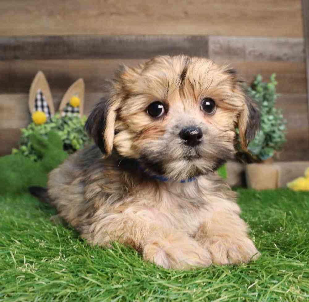 Male Shorkie Puppy for Sale in Blaine, MN