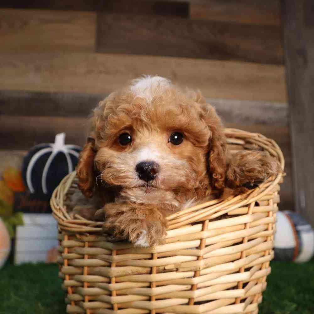 carousel pet images