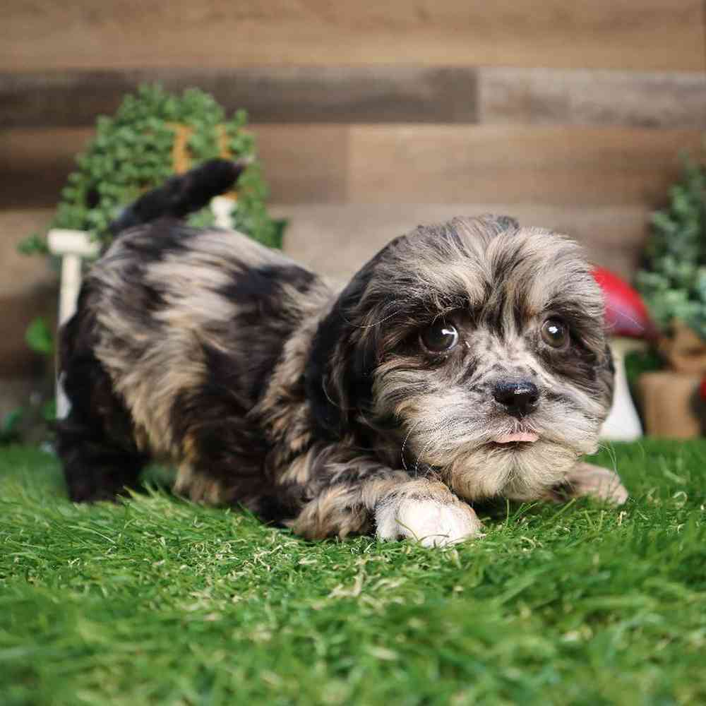 carousel pet images