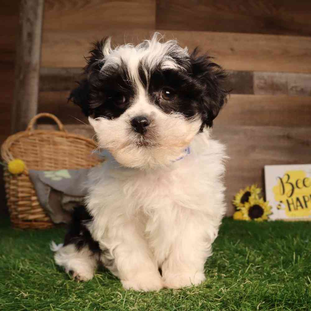 carousel pet images