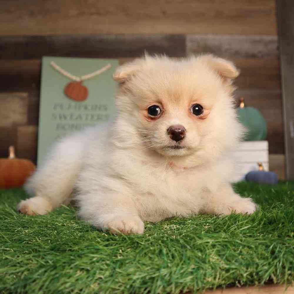 Image of a pet breed in the gallery